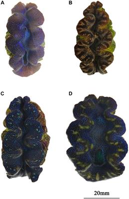 Genetic Recombination of the Mantle Color Pattern of Two Boring Giant Clam (Tridacna crocea) Strains